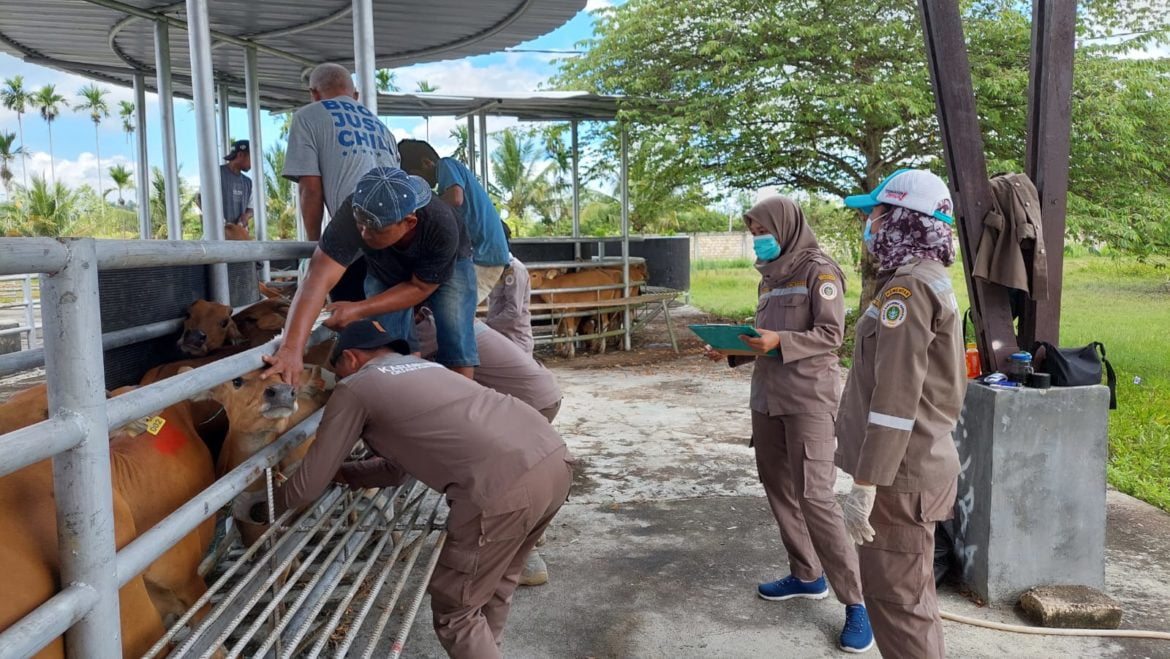 Penyakit PMK Tidak Berdampak Pada Manusia – Papuanesia.id Penyakit PMK Tidak Berdampak Pada Manusia - Cepos Online