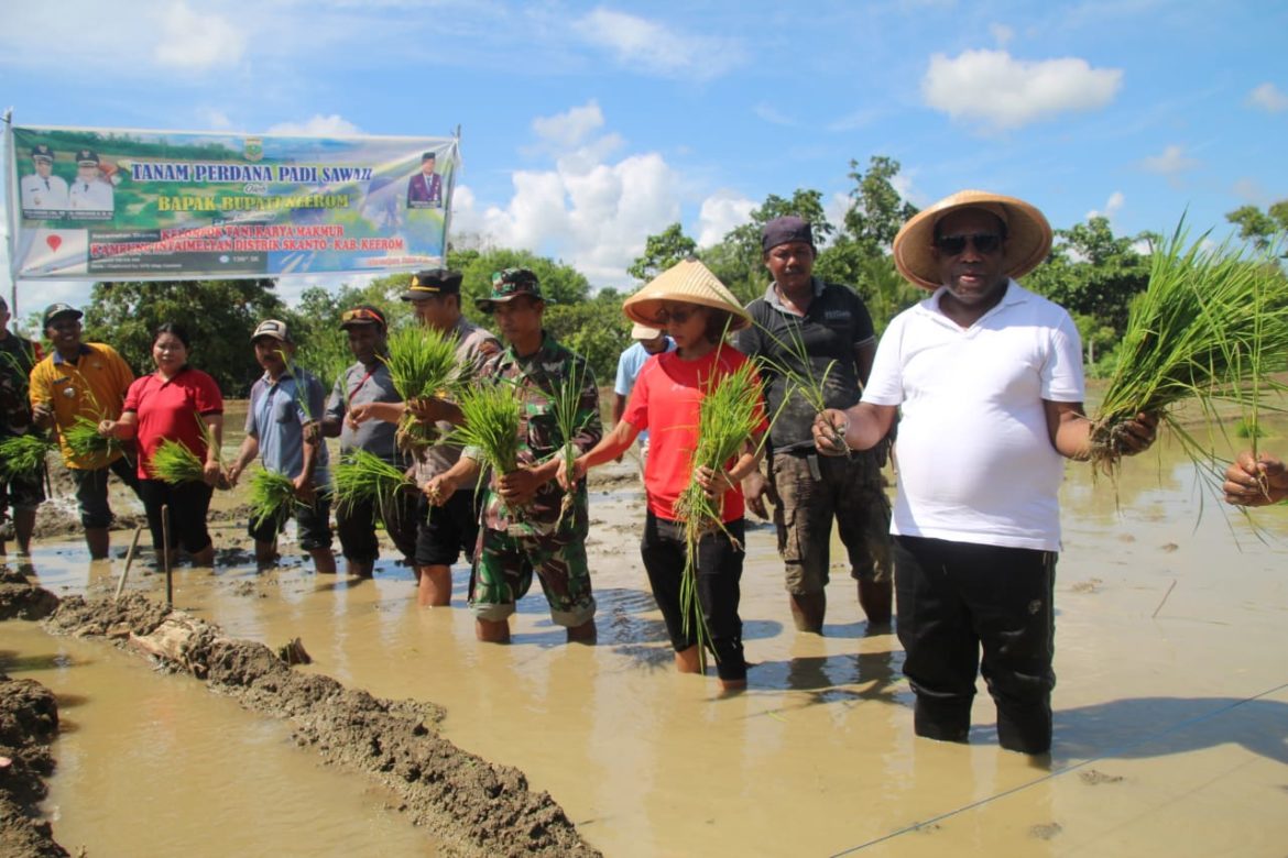 Genjot Ketahanan Pangan, Bupati Keerom Tanam Padi - Cepos Online