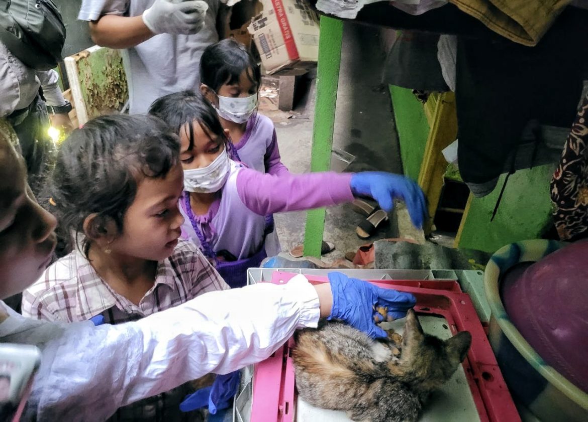 Jangan Beri Kucing Makanan Mentah - Cepos Online