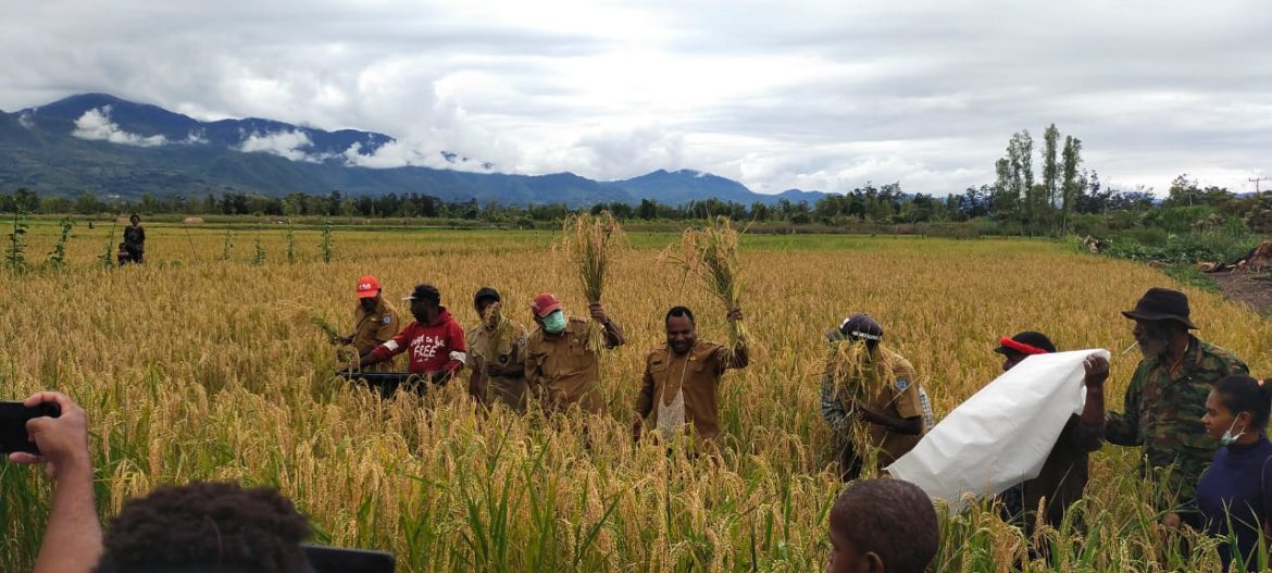 Sempat Vakum, Distrik Musatfak Kembali Panen Padi - Cepos Online