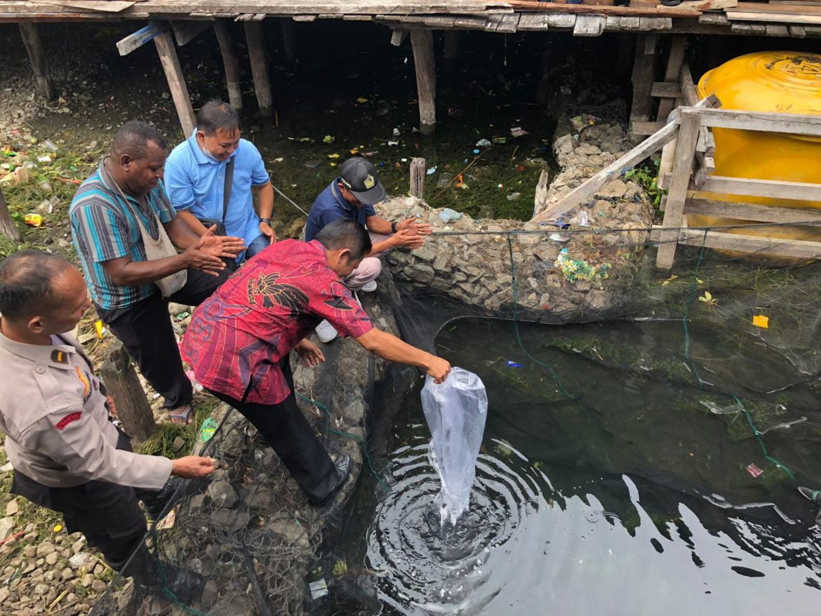 Dukung Kongres AMAN, 250 Ribu Bibit Mujair Dibagikan – Papuanesia.id Dukung Kongres AMAN, 250 Ribu Bibit Mujair Dibagikan - Cepos Online