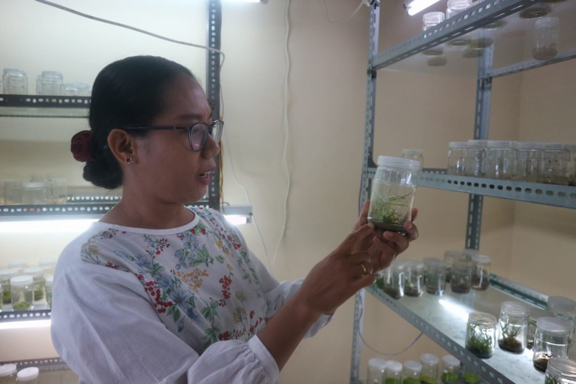 Lestarikan Anggrek Papua, Uncen Lakukan Multiplikasi  - Cepos Online