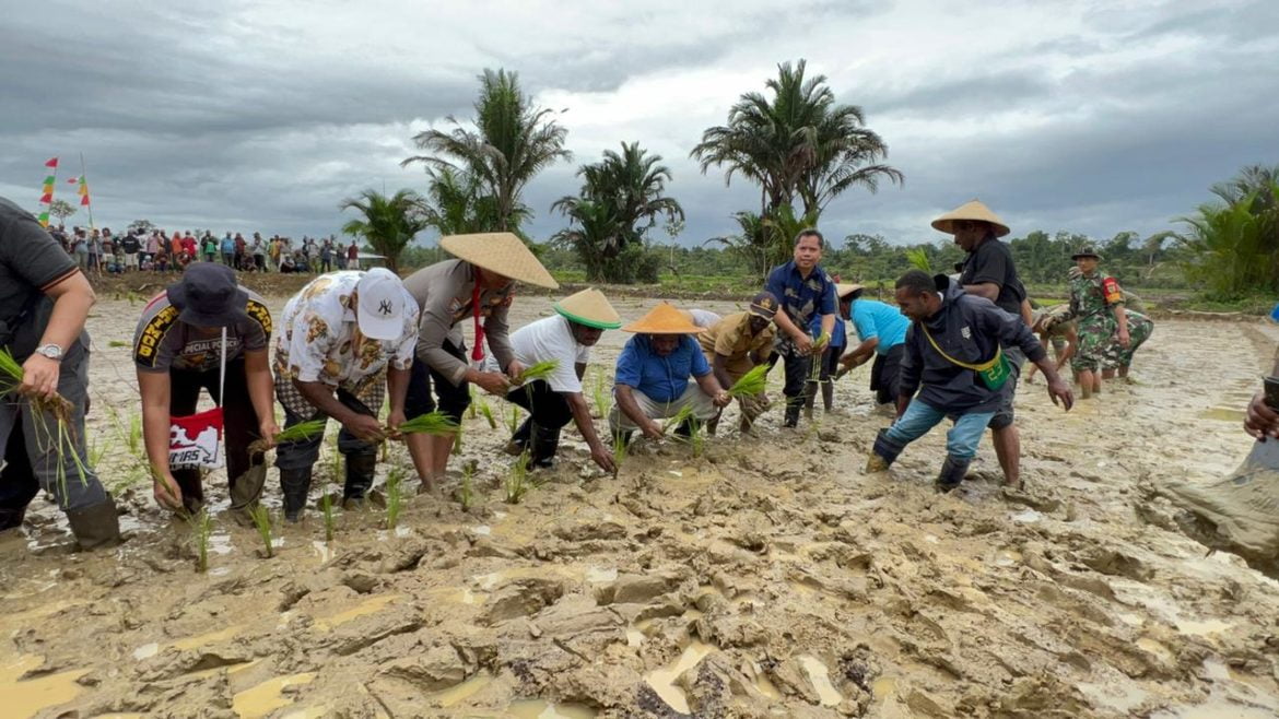 Pemda Yahukimo Kembali Tanam Padi di Lahan Seluas 26 Hektar Pemda Yahukimo Kembali Tanam Padi di Lahan Seluas 26 Hektar - Cepos Online