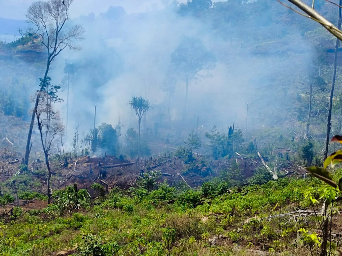 Lahan Penyangga Cykloop Bagian Utara Kembali Dirusak – Papuanesia.id Lahan Penyangga Cykloop Bagian Utara Kembali Dirusak - Cepos Online