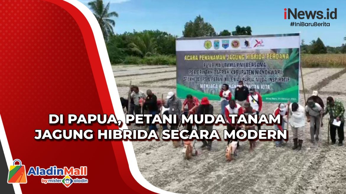 Di Papua, Petani Muda Tanam Jagung Hibrida secara Modern Di Papua, Petani Muda Tanam Jagung Hibrida secara Modern