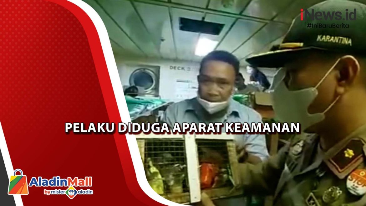 Hendak Diselundupkan, Puluhan Satwa Endemik Papua di Sorong Diselamatkan BKSDA